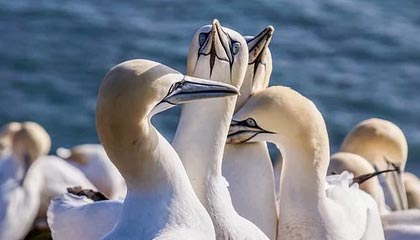 b体育-中国女篮热身赛战胜巴西队