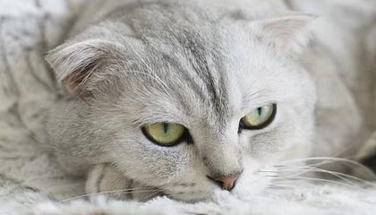 b体育下载-中国足协：伊朗U-23因故退出西安四国邀请赛，越南U-23递补参赛