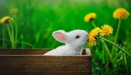 b体育下载-中国女足亚洲杯首战告捷